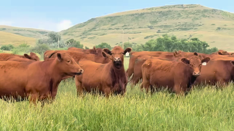 62 Red Angus bred heifers BH812B5